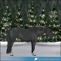 Horse Color:Black 