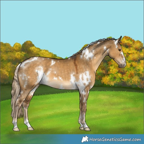 Horse Color:White Spotted Chocolate Palomino Dun 