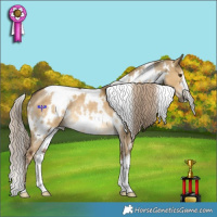 Horse Color:White Spotted Chocolate Palomino Dun 