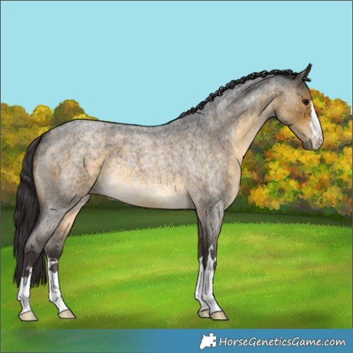 Horse Color:Buckskin Roan 