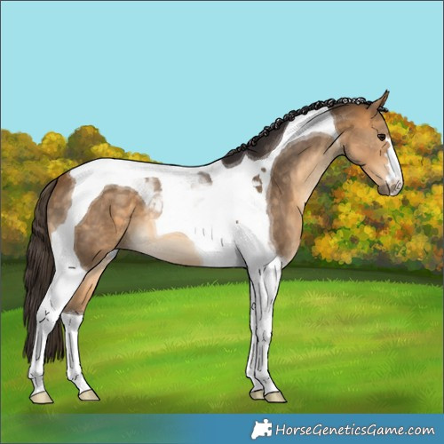 Horse Color:Buckskin Tobiano 