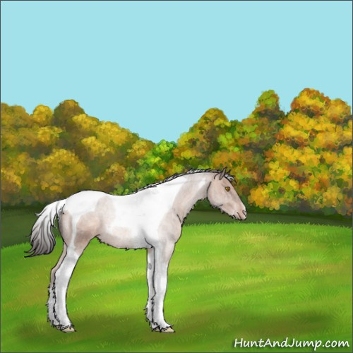 Horse Color:Sable Champagne Tobiano 