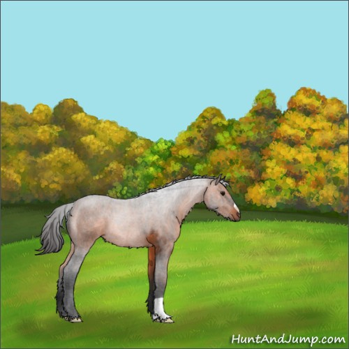 Horse Color:Brown 
