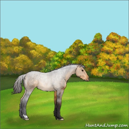 Horse Color:Buckskin 
