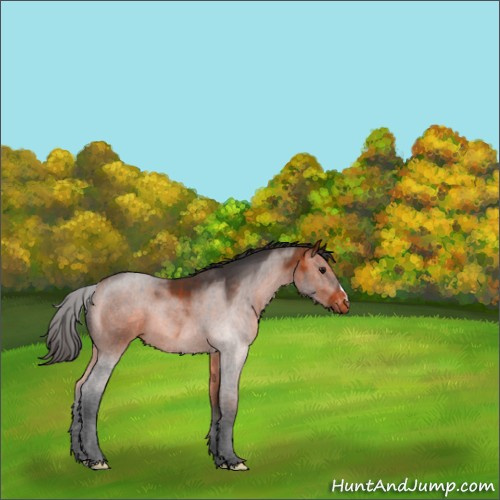 Horse Color:Bay Appaloosa 