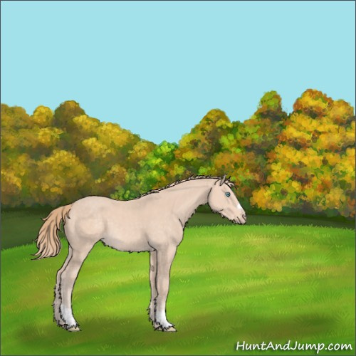 Horse Color:Perlino 