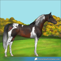 Horse Color:Brown Tobiano 