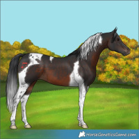 Horse Color:Brown Tobiano