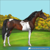 Horse Color:Brown Tobiano 