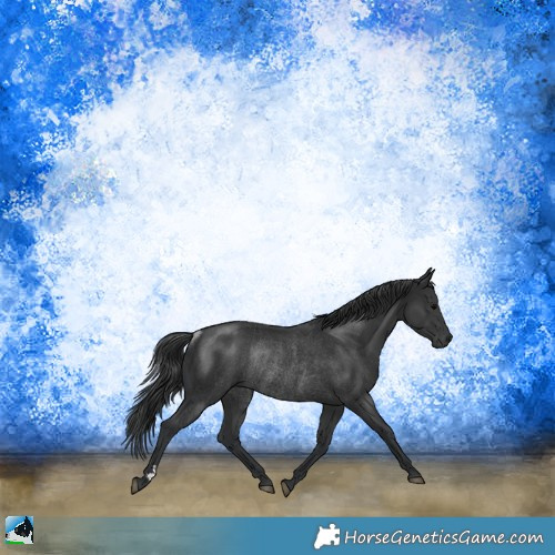 Horse Color:Black Rabicano 