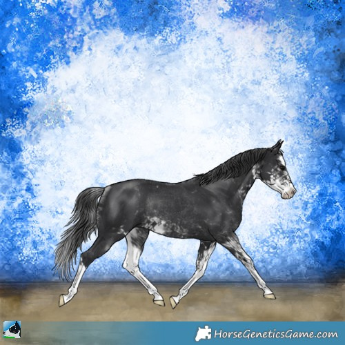 Horse Color:Black Mushroom Sabino Splash Rabicano 