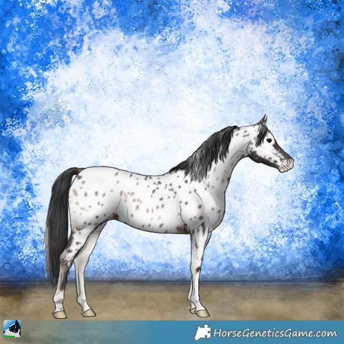 Horse Color:Blue Onyx Appaloosa 