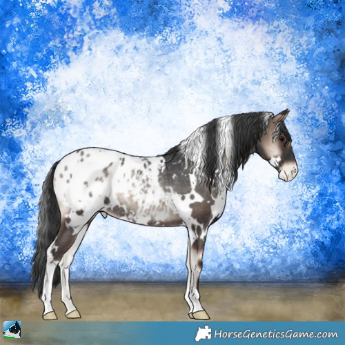 Horse Color:White Spotted Blue Onyx Blanket Rabicano 