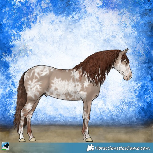 Horse Color:Classic Champagne Ice Dun Appaloosa 