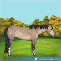 Horse Color:Brown Dun and Brown Dun