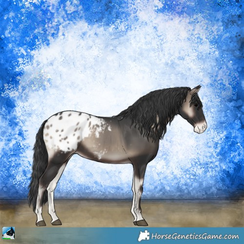 Horse Color:Blue Onyx Appaloosa 