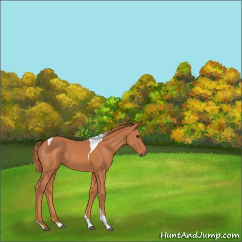 Horse Color:Chestnut Tobiano 