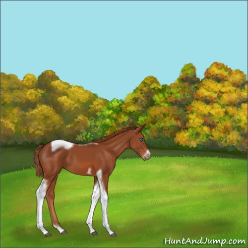Horse Color:Chestnut Tobiano Frame 