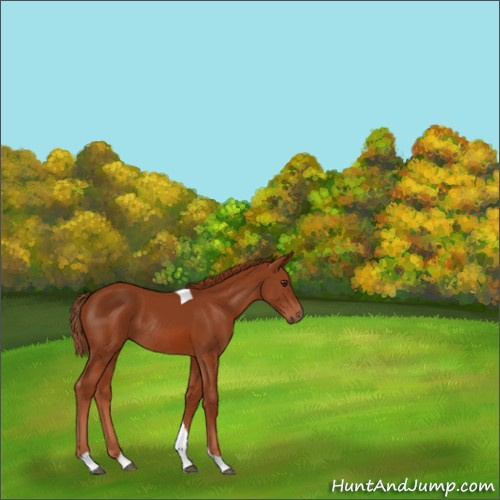 Horse Color:Chestnut Tobiano Rabicano 