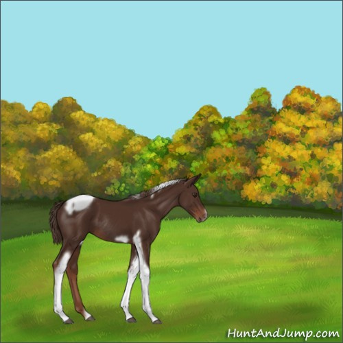 Horse Color:Liver Chestnut Tobiano Frame Rabicano 