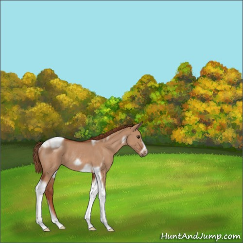 Horse Color:Red Dun Tobiano Frame Rabicano 