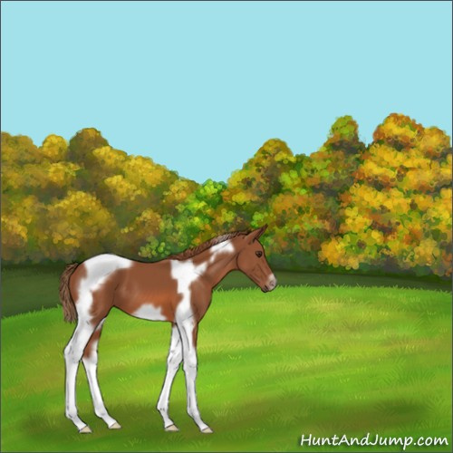 Horse Color:Chestnut Tobiano Frame 