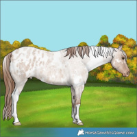 Horse Color:White Spotted Red Dun Roan Appaloosa 