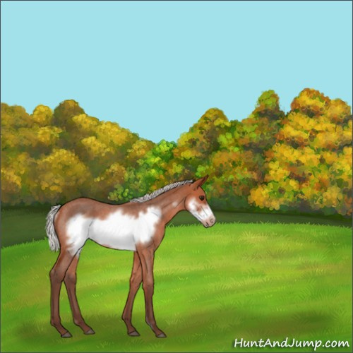 Horse Color:Silver Bay Roan Frame Rabicano 