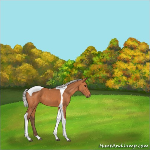 Horse Color:Silver Bay Tobiano 