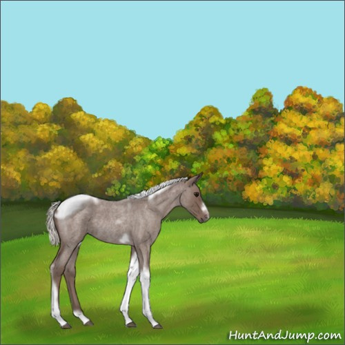 Horse Color:Silver Blue Roan Tobiano Frame Rabicano 