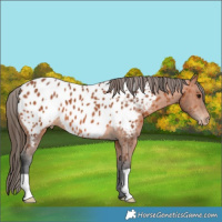 Horse Color:Bay Appaloosa 
