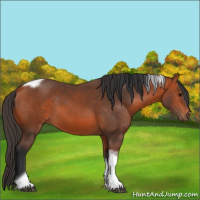 Horse Color:Bay Tobiano Frame 