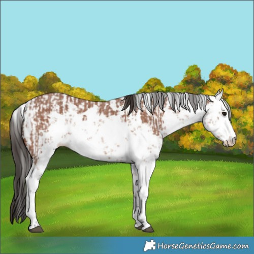 Horse Color:Bay Sabino Rabicano and Bay Sabino Rabicano