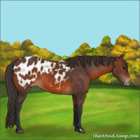 Horse Color:Brown Appaloosa 