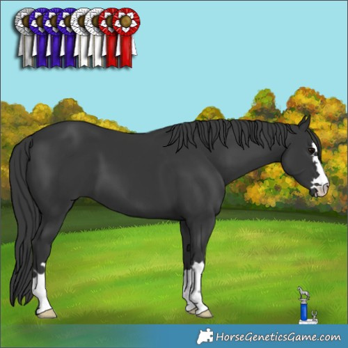 Horse Color:Black 