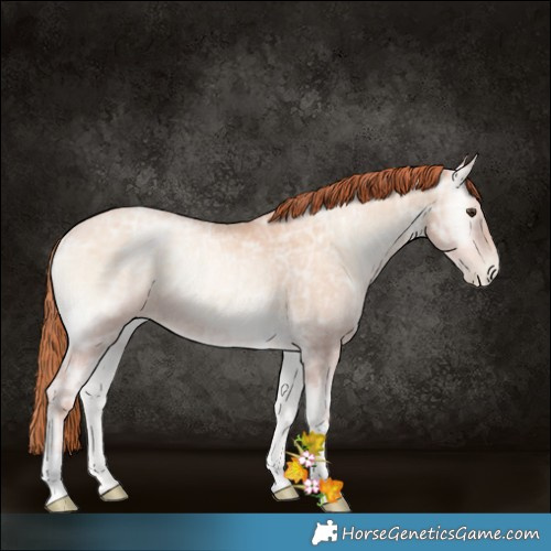 Horse Color:Classic Champagne Ice Pearl Onyx Rabicano 