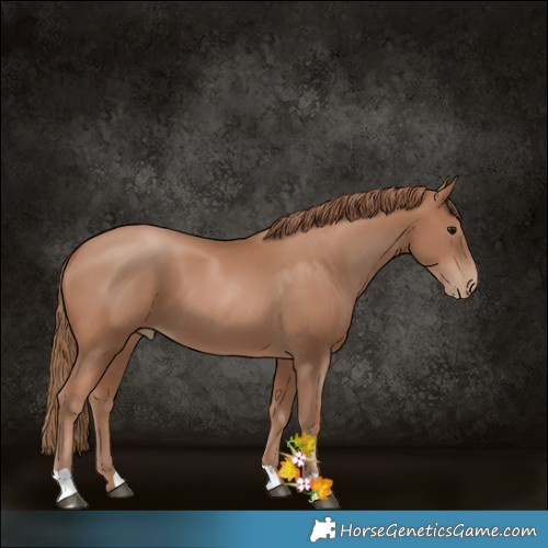 Horse Color:Black Pearl 