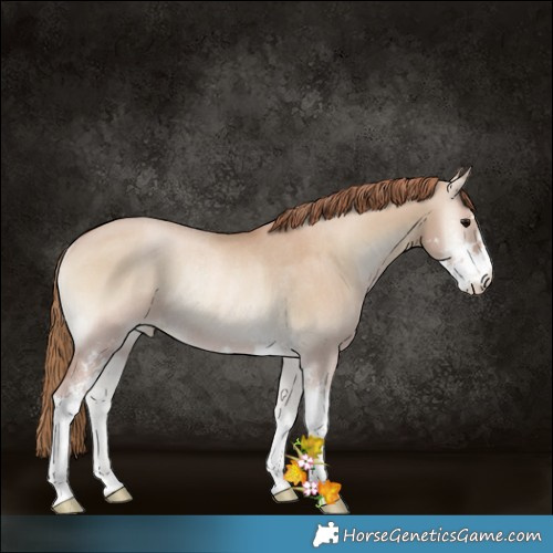 Horse Color:Grullo Pearl Onyx Sabino Rabicano 