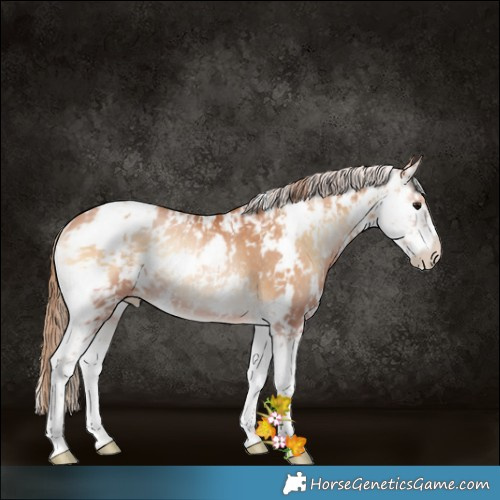 Horse Color:Brown Pearl Onyx Sabino Rabicano 