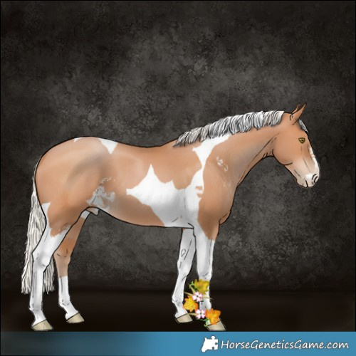 Horse Color:Silver Brown Pearl Sabino Tobiano 