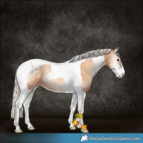 Horse Color:Silver Bay Pearl Onyx Sabino Tobiano 