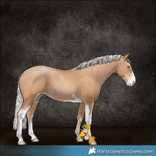Horse Color:Silver Black Pearl Sabino 