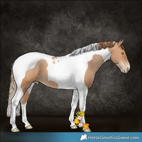 Horse Color:Brown Pearl Tobiano 