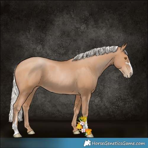 Horse Color:Silver Black Pearl Sabino 