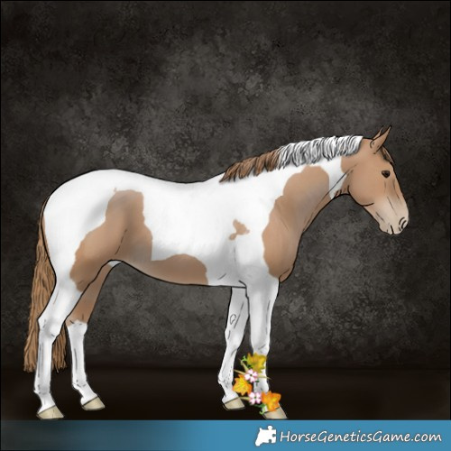 Horse Color:Black Pearl Tobiano 