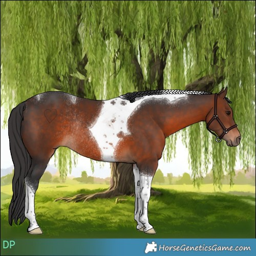 Horse Color:Brown Tobiano Rabicano