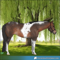 Horse Color:Brown Tobiano Rabicano