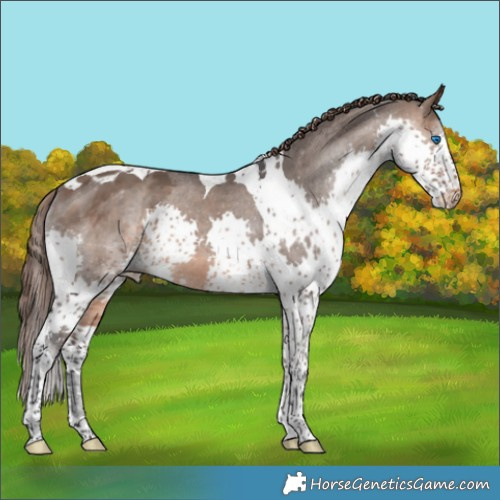 Horse Color:Brown Dun Splash Tobiano Appaloosa 