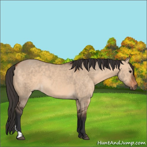 Horse Color:Bay Dun and Bay Dun
