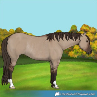 Horse Color:Liver Red Dun Rabicano 